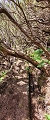 Plants: image 37 Of 208 Thumb